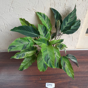 #D77 Calathea Thai Beauty