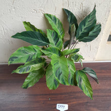 Load image into Gallery viewer, #D77 Calathea Thai Beauty