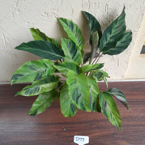 #D77 Calathea Thai Beauty