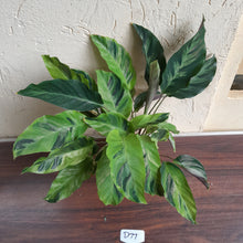 Load image into Gallery viewer, #D77 Calathea Thai Beauty