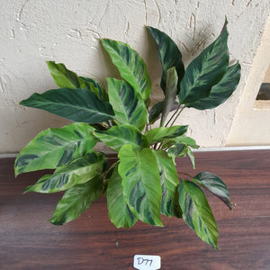 #D77 Calathea Thai Beauty