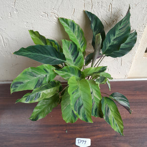 #D77 Calathea Thai Beauty