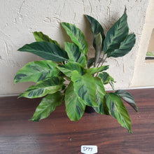 Load image into Gallery viewer, #D77 Calathea Thai Beauty