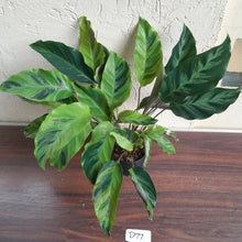 Load image into Gallery viewer, #D77 Calathea Thai Beauty