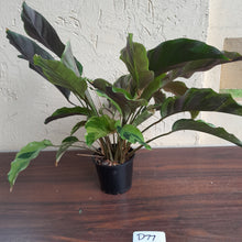 Load image into Gallery viewer, #D77 Calathea Thai Beauty