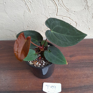 #D59 Anthurium (Papillilaminum x Black Sensation) x