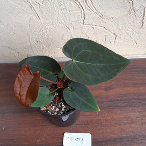 #D59 Anthurium (Papillilaminum x Black Sensation) x