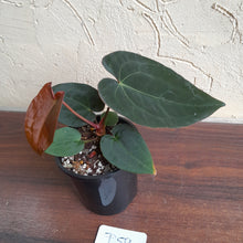 Load image into Gallery viewer, #D59 Anthurium (Papillilaminum x Black Sensation) x