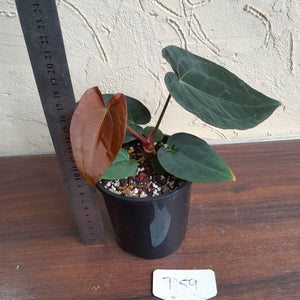 #D59 Anthurium (Papillilaminum x Black Sensation) x