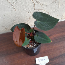 Load image into Gallery viewer, #D59 Anthurium (Papillilaminum x Black Sensation) x