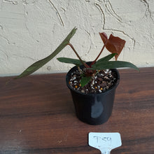 Load image into Gallery viewer, #D59 Anthurium (Papillilaminum x Black Sensation) x