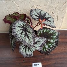 Load image into Gallery viewer, #R59 Begonia Fireworks