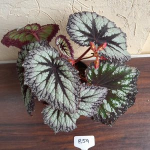 #R59 Begonia Fireworks