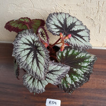 Load image into Gallery viewer, #R59 Begonia Fireworks