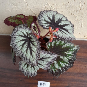 #R59 Begonia Fireworks