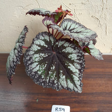 Load image into Gallery viewer, #R59 Begonia Fireworks