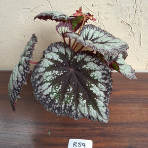 #R59 Begonia Fireworks