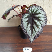 Load image into Gallery viewer, #R59 Begonia Fireworks