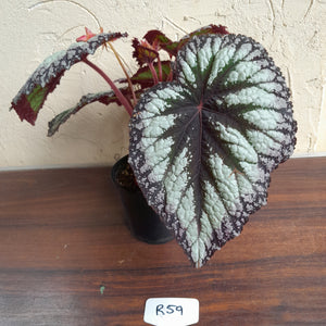 #R59 Begonia Fireworks