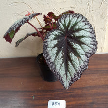 Load image into Gallery viewer, #R59 Begonia Fireworks