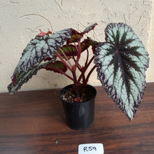 Load image into Gallery viewer, #R59 Begonia Fireworks