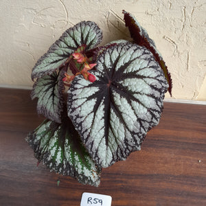 #R59 Begonia Fireworks