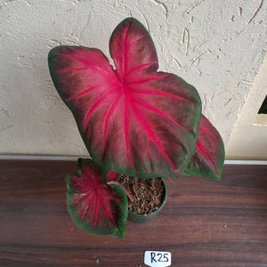 #R25 Caladium - Multiple in Pot