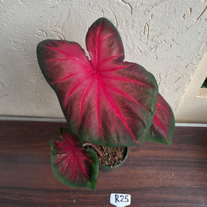 #R25 Caladium - Multiple in Pot