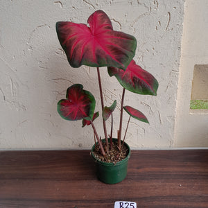 #R25 Caladium - Multiple in Pot