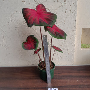 #R25 Caladium - Multiple in Pot