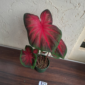 #R25 Caladium - Multiple in Pot