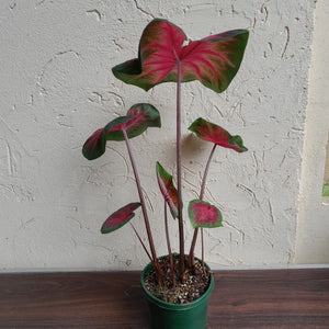 #R25 Caladium - Multiple in Pot