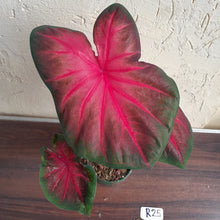 Load image into Gallery viewer, #R25 Caladium - Multiple in Pot