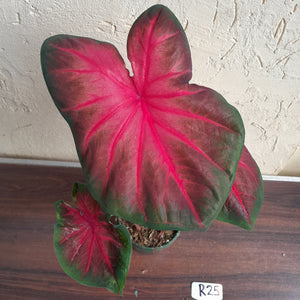 #R25 Caladium - Multiple in Pot