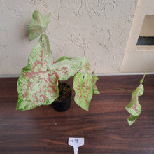 Load image into Gallery viewer, #R9 Caladium - Multiple in Pot