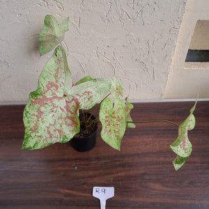 #R9 Caladium - Multiple in Pot