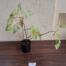 Load image into Gallery viewer, #R9 Caladium - Multiple in Pot