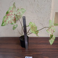 Load image into Gallery viewer, #R9 Caladium - Multiple in Pot