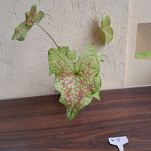 Load image into Gallery viewer, #R9 Caladium - Multiple in Pot