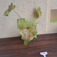 Load image into Gallery viewer, #R9 Caladium - Multiple in Pot