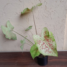 Load image into Gallery viewer, #R9 Caladium - Multiple in Pot