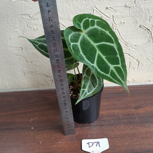 #D71 Anthurium Crystallinum x - With Pup