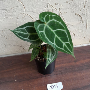 #D71 Anthurium Crystallinum x - With Pup