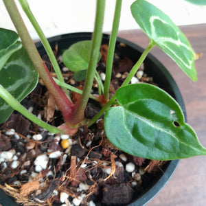 #D71 Anthurium Crystallinum x - With Pup