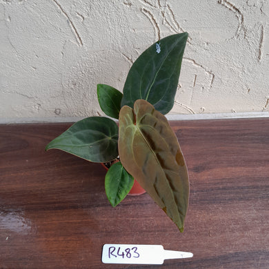 #R483 Anthurium (Papillilaminum x Black Sensation) x