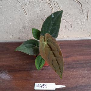 #R483 Anthurium (Papillilaminum x Black Sensation) x