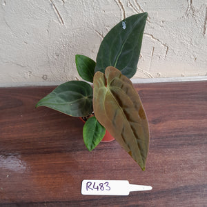 #R483 Anthurium (Papillilaminum x Black Sensation) x