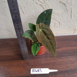 #R483 Anthurium (Papillilaminum x Black Sensation) x