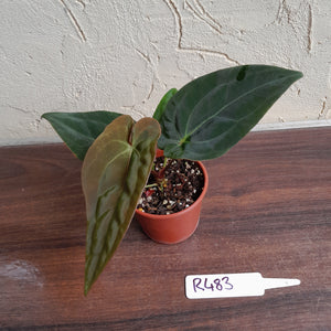 #R483 Anthurium (Papillilaminum x Black Sensation) x