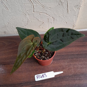 #R483 Anthurium (Papillilaminum x Black Sensation) x